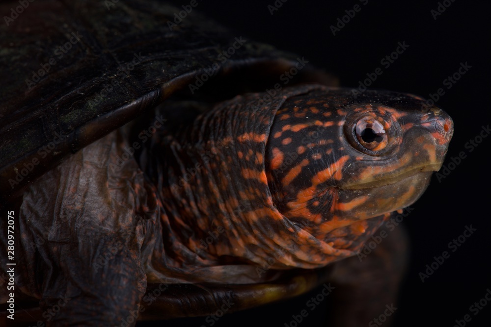 Red cheeked mud turtle (Kinosternon scorpioides cruentatum) Red cheeked mud turtle (Kinosternon scorpioides cruentatum)