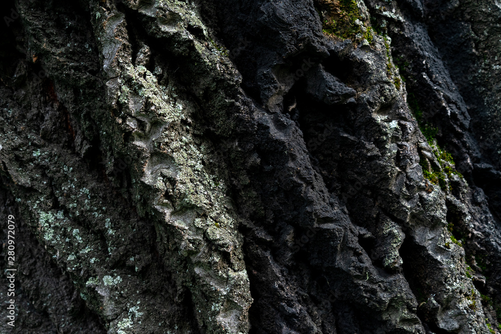bark of old linden tree. Relief bark is like view high mountains from above. old bark texture bark of old linden tree. Relief bark is like view high mountains from above. old bark texture