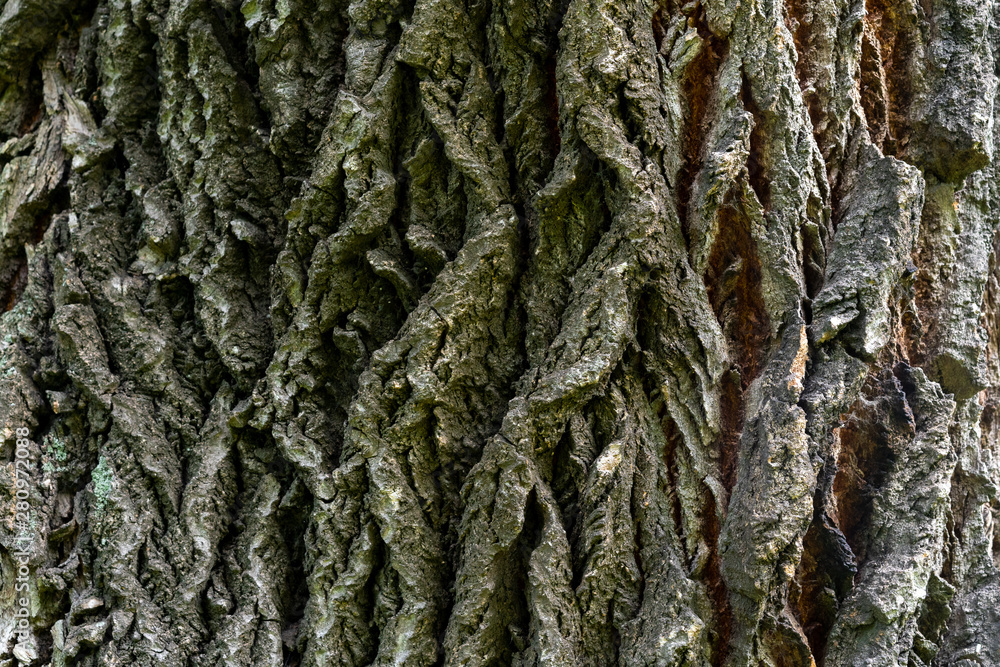 bark of old linden tree. Relief bark is like view high mountains from above. old bark texture bark of old linden tree. Relief bark is like view high mountains from above. old bark texture