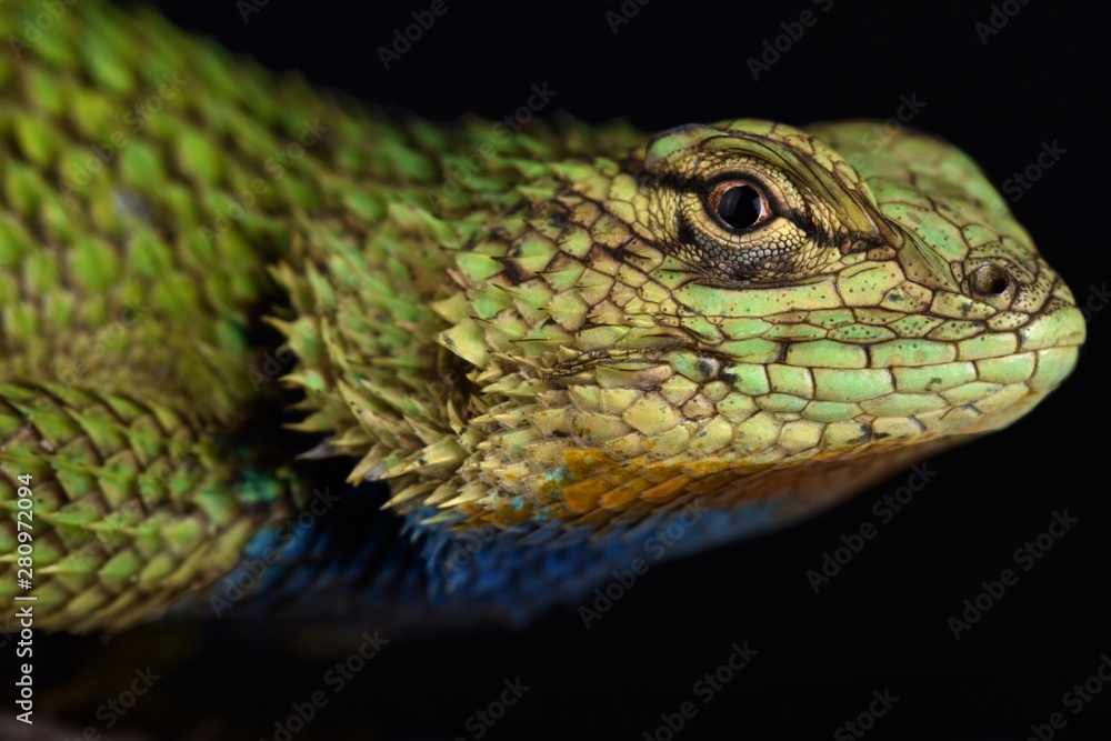 Fototapeta premium Emerald swift (Sceloporus malachiticus)