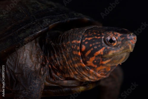 Red cheeked mud turtle (Kinosternon scorpioides cruentatum) photo