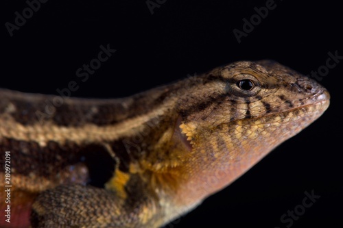 Southern rosebelly lizard (Sceloporus variabilis olloporus)