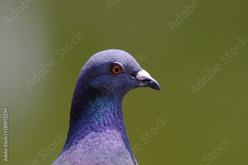 portrait of pigeon