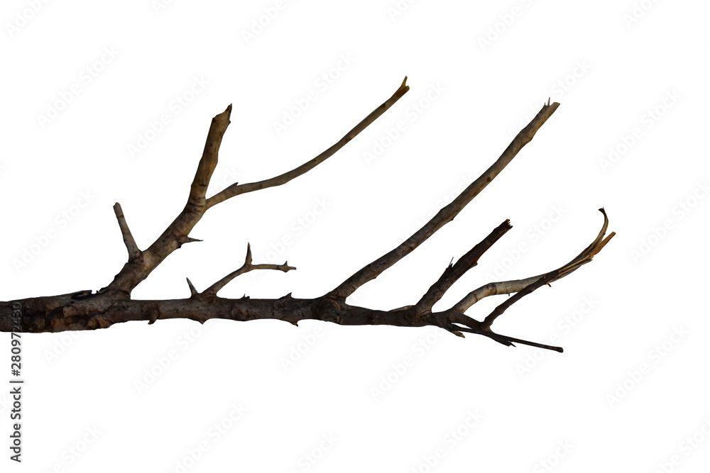 branch of tree isolated on white background