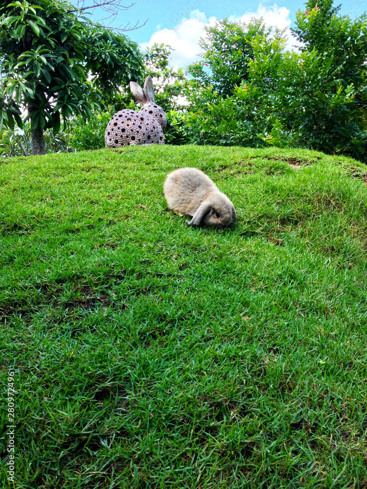 Obraz premium Rabbit on field and beautiful background.
