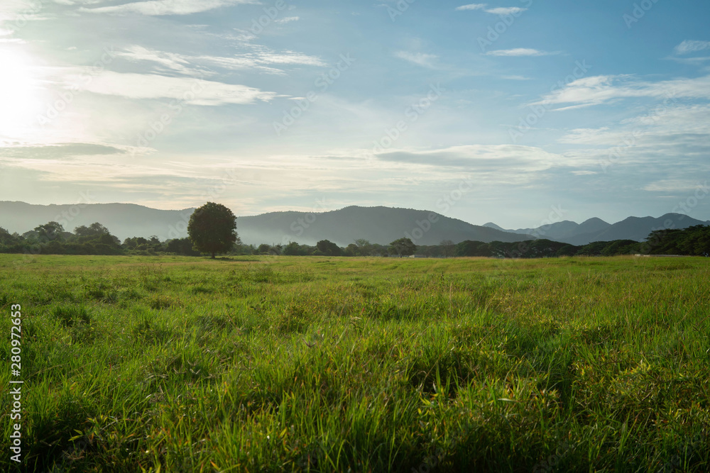Fototapeta premium Big tree in the meadow Kui Buri Prachuap Khiri Khan Western Thailand