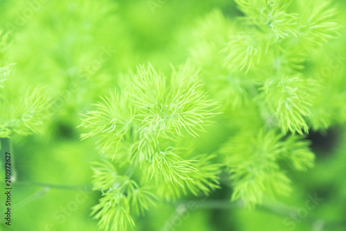 Soft focused on green leaf with green bokeh background.