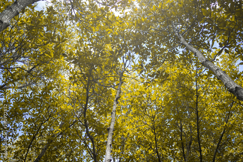Backgrounds mangrove forest in thailand Backgrounds mangrove forest in thailand