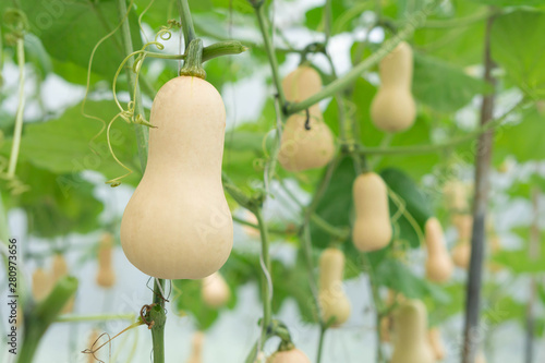 Quadro em tela Closeup butternut squash on tree branch in the farm, selective focus