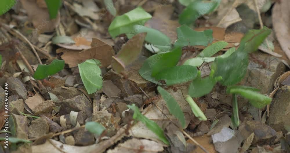Leafcutter Ants, Costa Rica Leafcutter Ants, Costa Rica