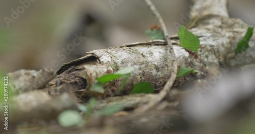 Leafcutter Ants, Costa Rica photo