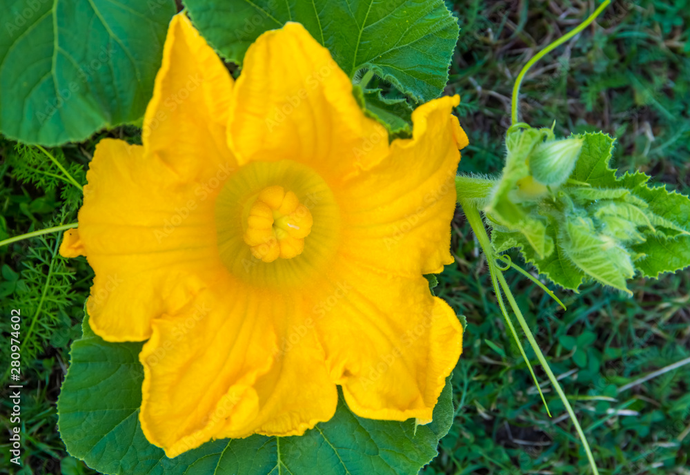 Closeup from a pumpkin blossom. Concept flowers of useful plants. Closeup from a pumpkin blossom. Concept flowers of useful plants.