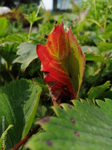 Red leaf