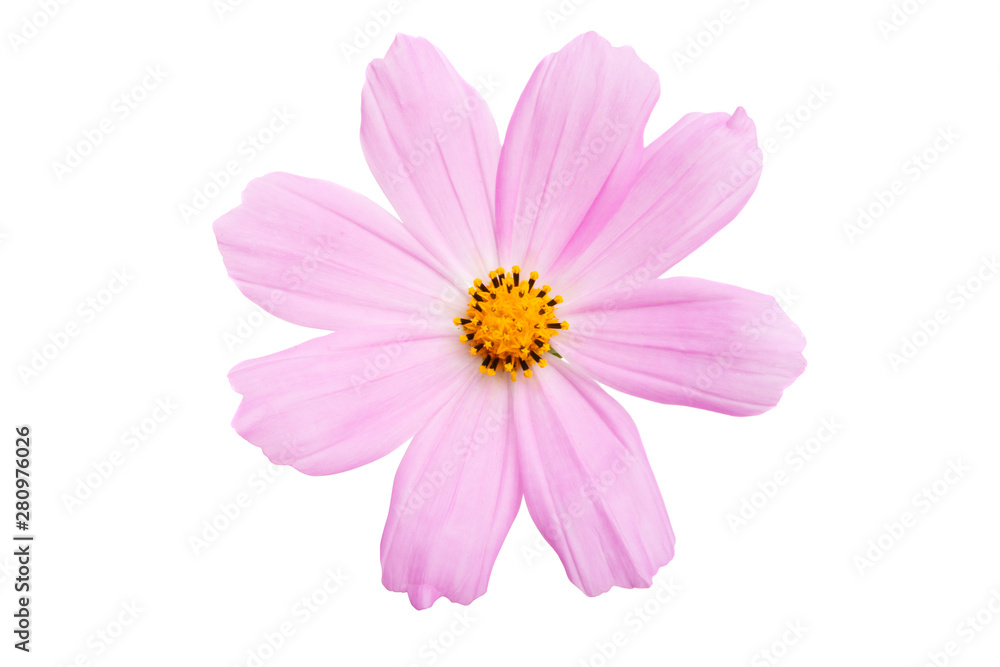 cosme flower isolated cosme flower isolated