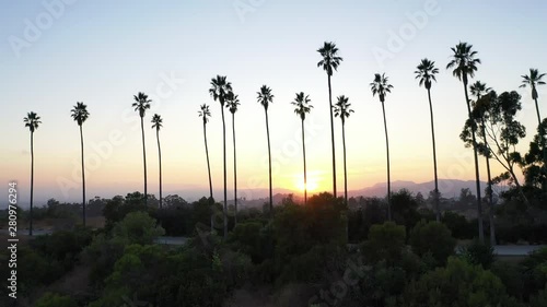 Drone flying over palm trees in Los Angeles, California. The sun bathes the palm trees in warm, energizing light.