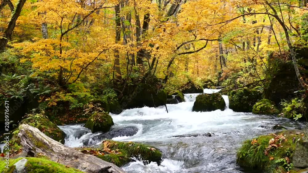 Beautiful view of Oirase Stream flowing through the colorful autumn forest in Towada Hachimantai National Park, Aomori, Japan Beautiful view of Oirase Stream flowing through the colorful autumn forest in Towada Hachimantai National Park, Aomori, Japan