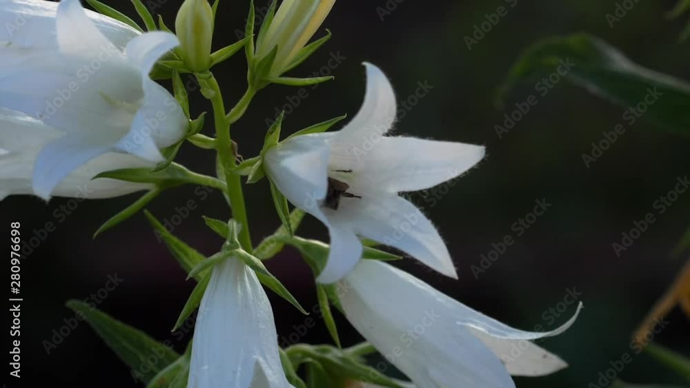 Bumblebee on Campanula flower Bumblebee on Campanula flower