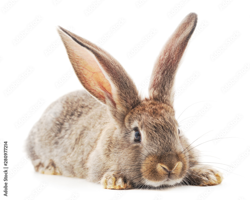 Obraz premium One brown rabbit.