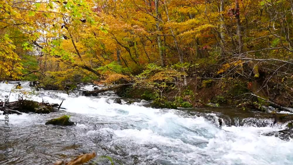 Water stream with nature sounds flowing through the beautiful autumn forest on Oirase walking trail in Towada Hachimantai National Park, Aomori, Japan Water stream with nature sounds flowing through the beautiful autumn forest on Oirase walking trail in Towada Hachimantai National Park, Aomori, Japan