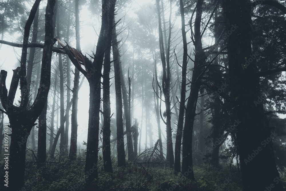 Fototapeta premium In the mist and rain forest, darkness