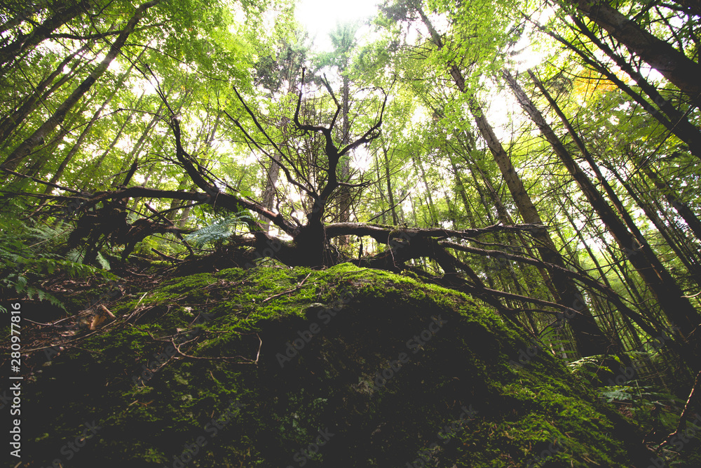 Naklejka premium root