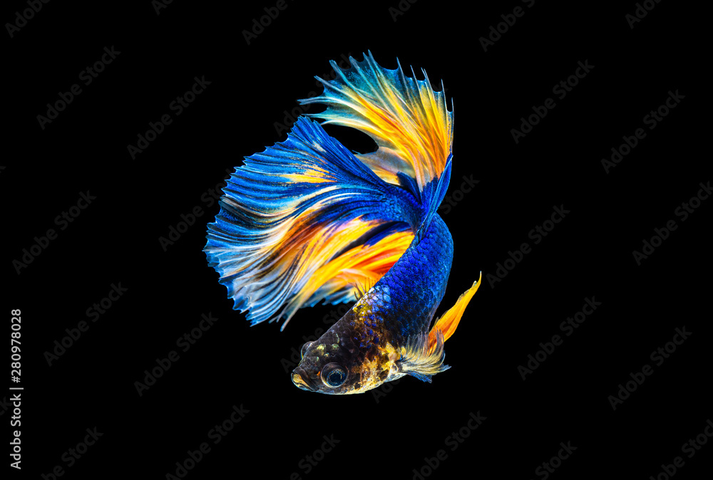 The moving moment beautiful of yellow and blue siamese betta fish or fancy betta splendens fighting fish in thailand on black background. Thailand called Pla-kad or half moon biting fish. The moving moment beautiful of yellow and blue siamese betta fish or fancy betta splendens fighting fish in thailand on black background. Thailand called Pla-kad or half moon biting fish.