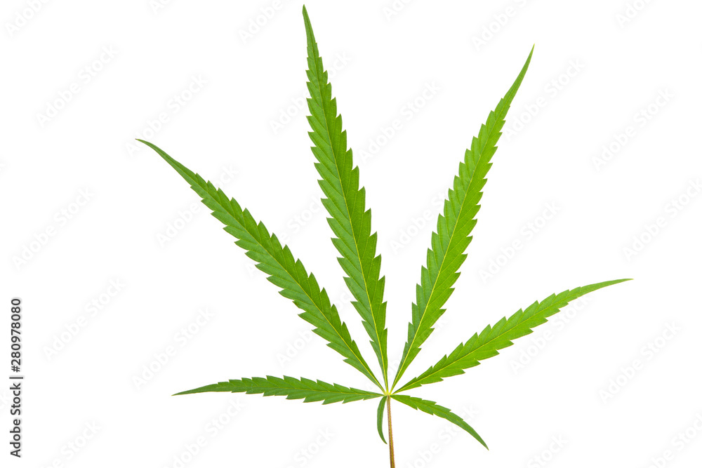 cannabis leaf isolated cannabis leaf isolated