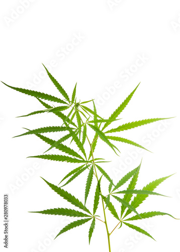 cannabis leaf isolated