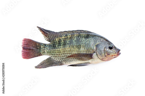 Natural tilapia is a freshwater fish in the Cichlidae family (Oreochromis niloticus) is fish easy propagation and has good taste delicious. isolated on white background.