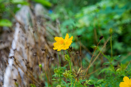 Flower starship flowers in the park, focus selectve. photo