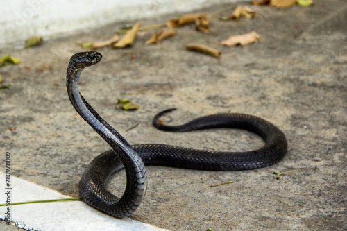 Black snake on the cement road. Indo-Chinese Spitting Cobra ( Naja Siamensis ) can spray venom to the enemy's eye when threatened for self defense.