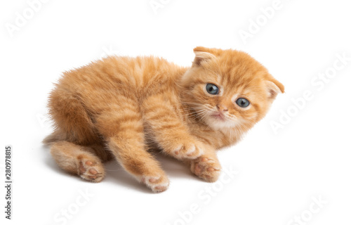 ginger kitten isolated