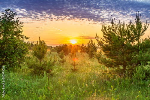 spring landscape with forest and meadow at sunrise