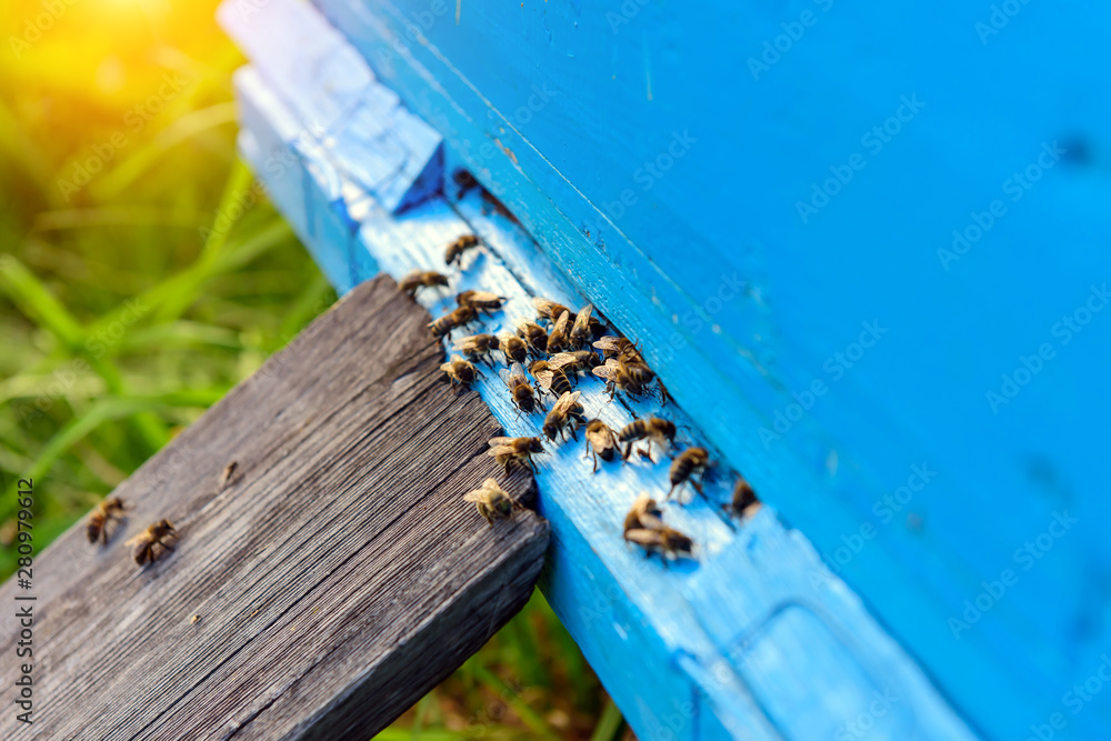 Bees returning from honey collection. Honey bees in blue hive entrance. Apis mellifera colony. Flying beekeeping bees. Summer in the apiary. Bees returning from honey collection. Honey bees in blue hive entrance. Apis mellifera colony. Flying beekeeping bees. Summer in the apiary.