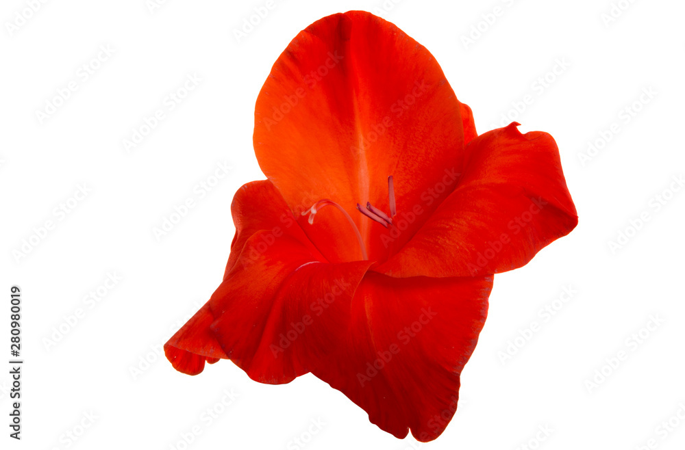 red gladiolus flower