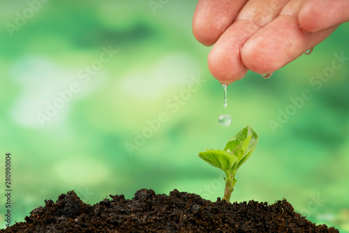 small seedlings growing in soil and water photo