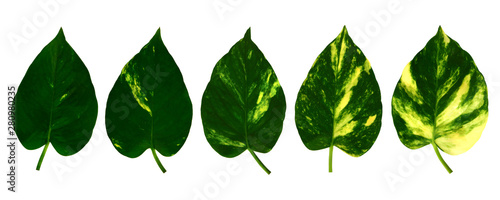 collection different pattern of golden pothos leaves isolated on white background