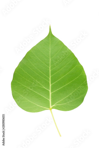 Back side of green bodhi leaf.