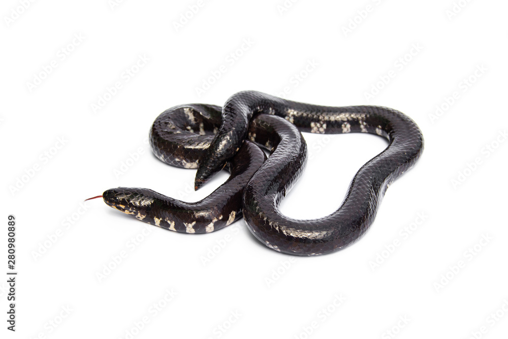 Red-tailed pipe snake not harmful to people. isolated on white background. Red-tailed pipe snake not harmful to people. isolated on white background.
