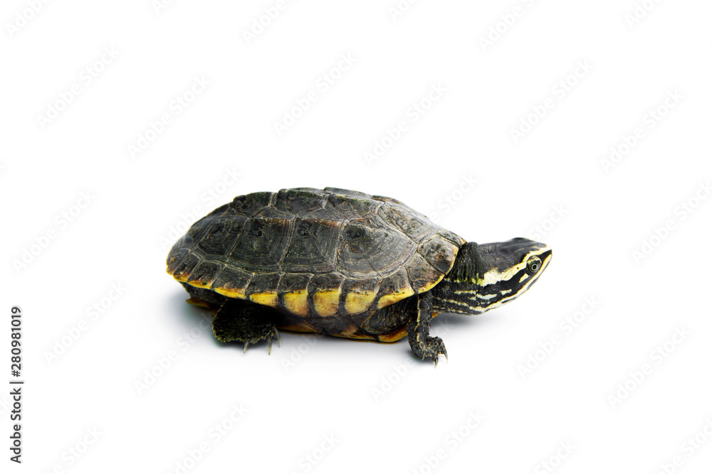 Baby Snail-eating turtles are walking. isolated on white background. Baby Snail-eating turtles are walking. isolated on white background.
