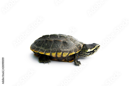 Baby Snail-eating turtles are walking. isolated on white background.