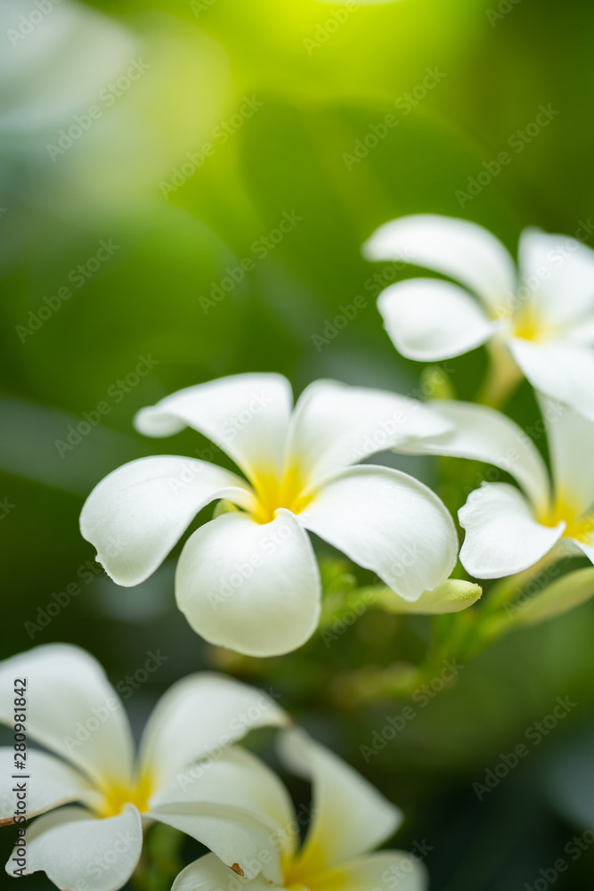 Nature of flower in garden using as cover page background natural flora wallpaper or template brochure landing page design Nature of flower in garden using as cover page background natural flora wallpaper or template brochure landing page design