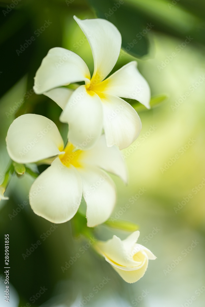 Fototapeta premium Nature of flower in garden using as cover page background natural flora wallpaper or template brochure landing page design