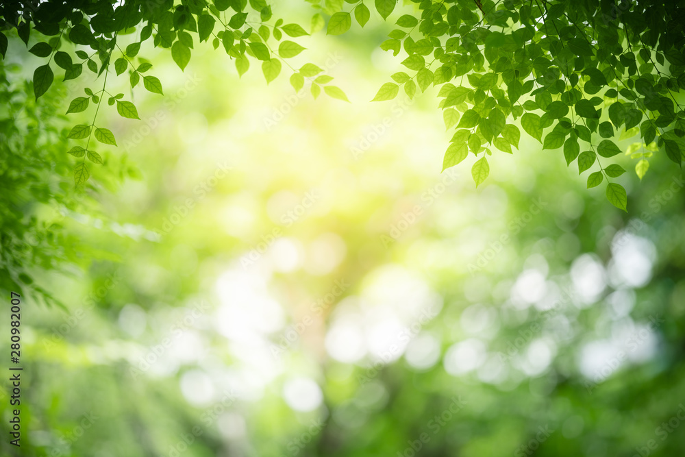 Nature of green leaf in garden at summer. Natural green leaves plants using as spring background cover page greenery environment ecology wallpaper Nature of green leaf in garden at summer. Natural green leaves plants using as spring background cover page greenery environment ecology wallpaper