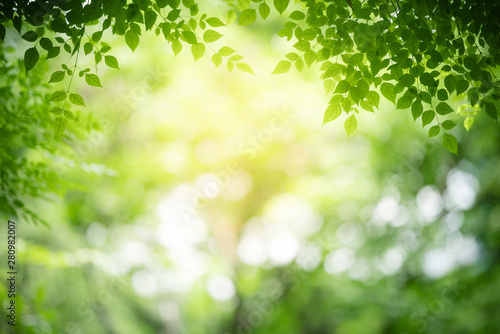 Nature of green leaf in garden at summer. Natural green leaves plants using as spring background cover page greenery environment ecology wallpaper