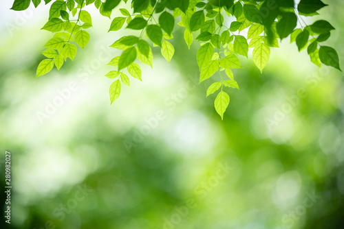 Nature of green leaf in garden at summer. Natural green leaves plants using as spring background cover page greenery environment ecology wallpaper