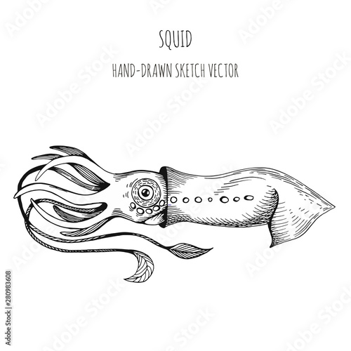 Sea Monster - Giant Squid. Hand drawn sketch vector