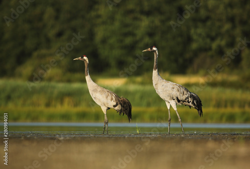 Common crane pair on lake