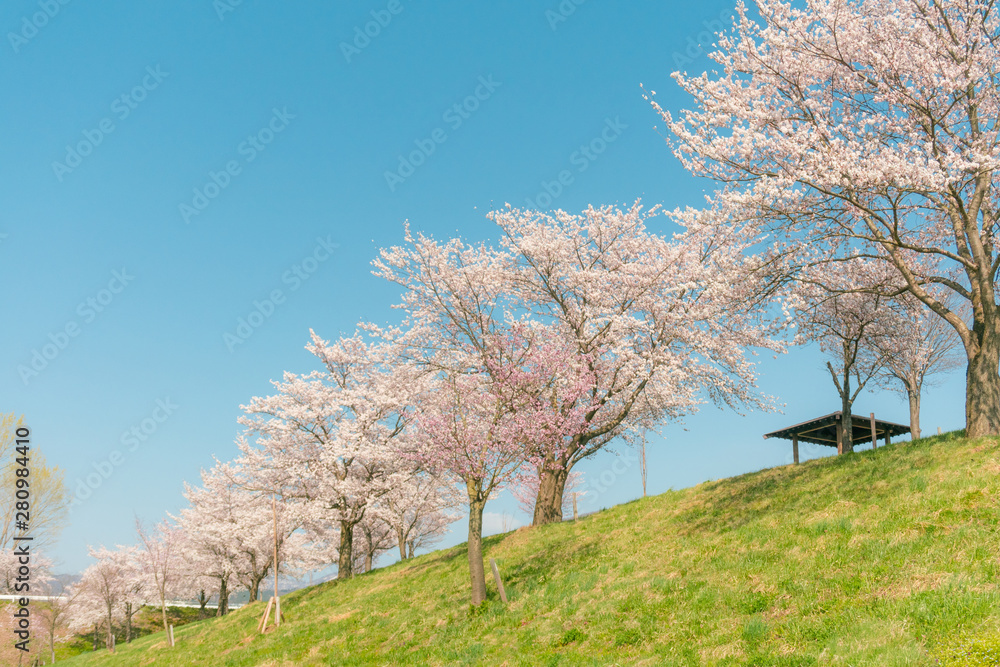 Beautiful cherry blossom or sakura in spring time ,Japan.