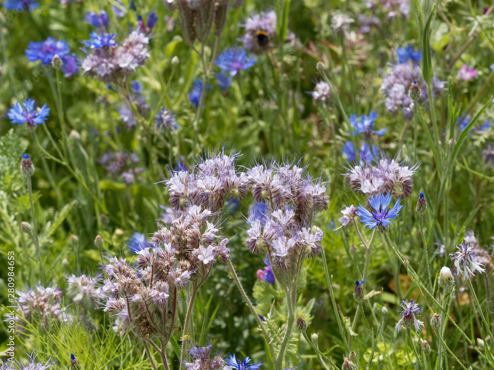 Obraz premium Phacélies à feuilles de tanaisie | Phacelia tanacetifolia